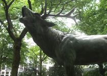 Bild zu Röhrender Hirsch im Hofgarten