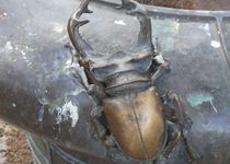 Bild zu Insektenbrunnen