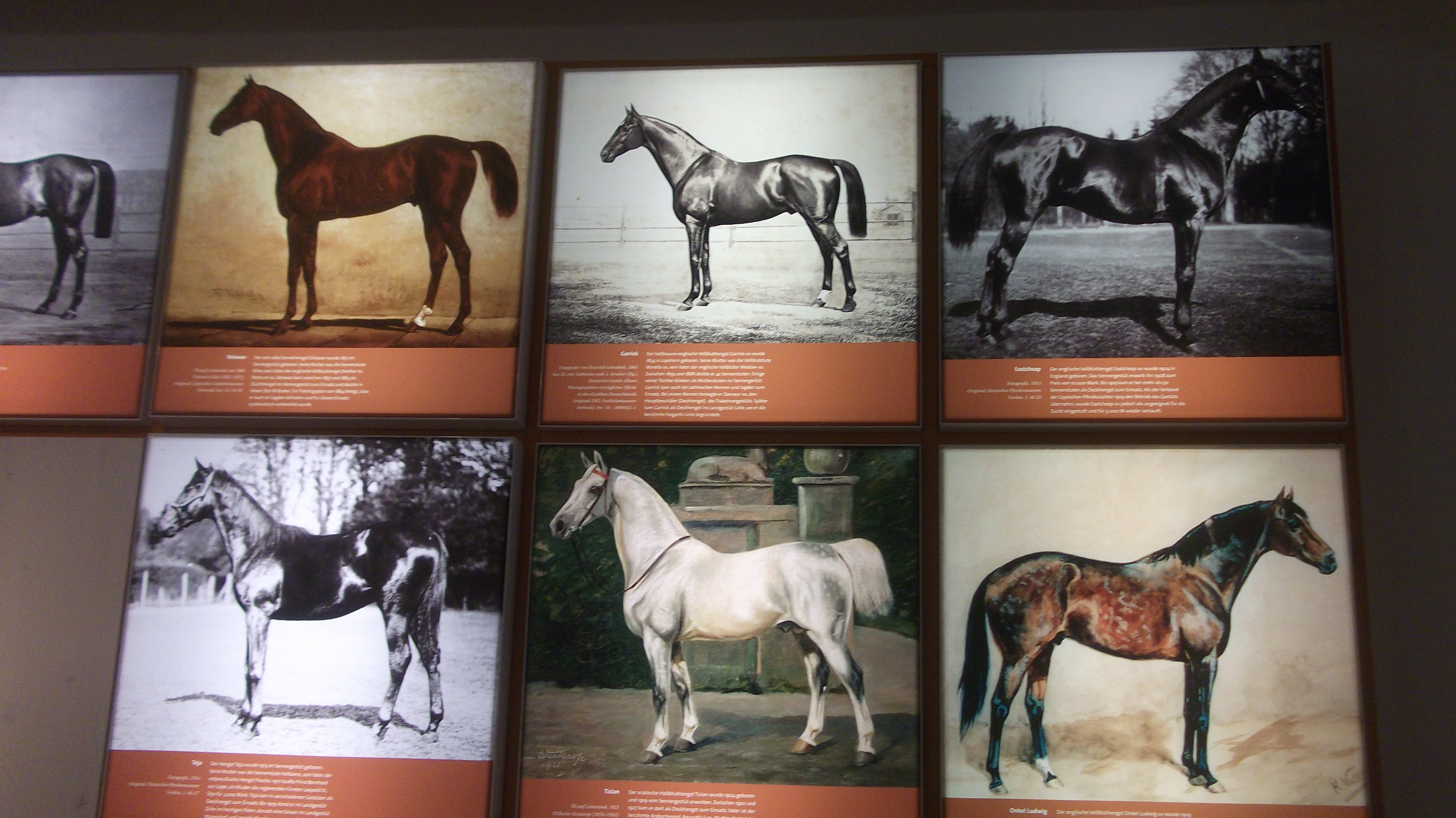 historische Darstellungen der Senne-Pferde - besondere Zuchttiere
