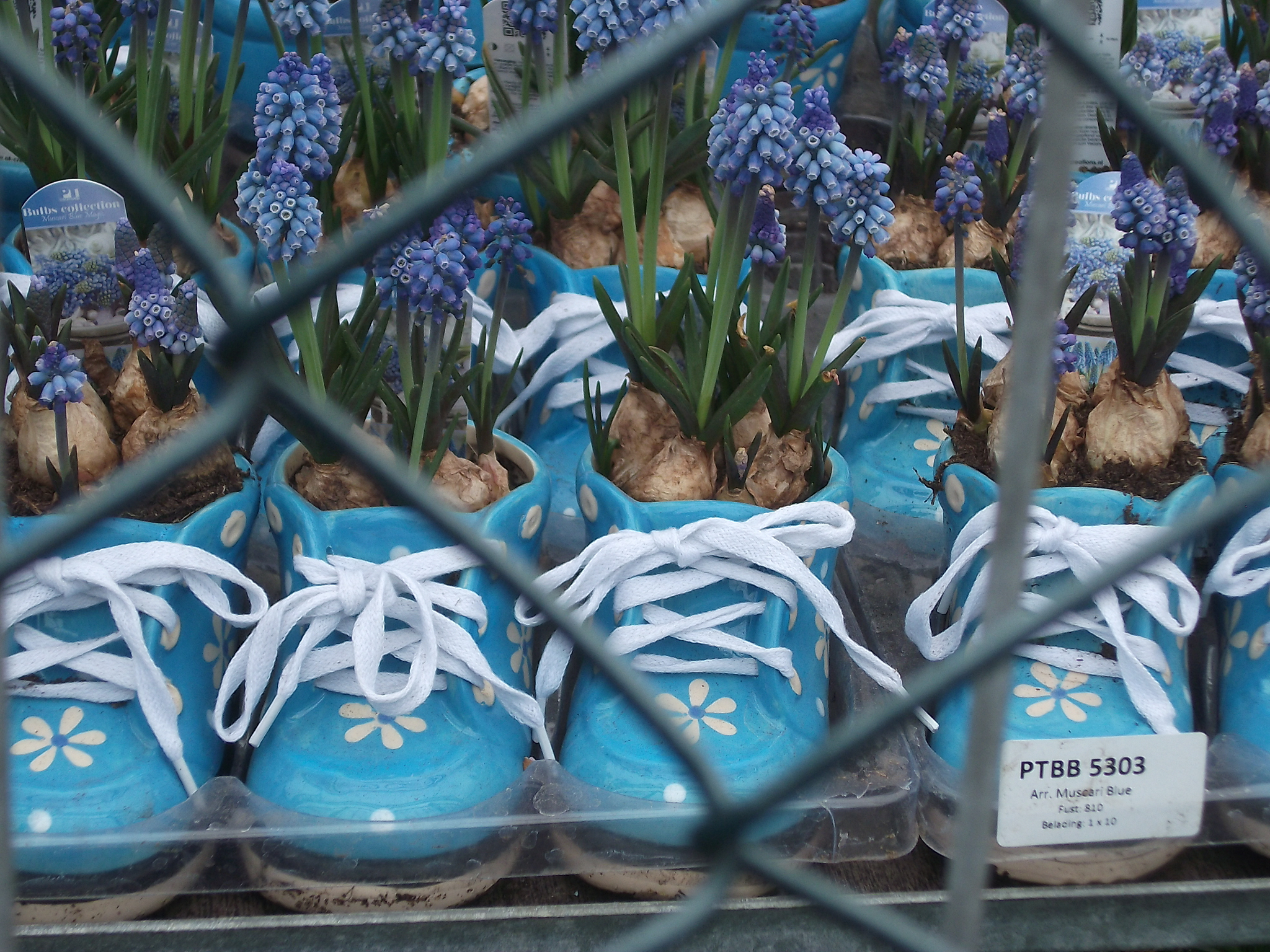 Durch den Zaun durch fotografiert: Frühlingsblumen im Schuh!