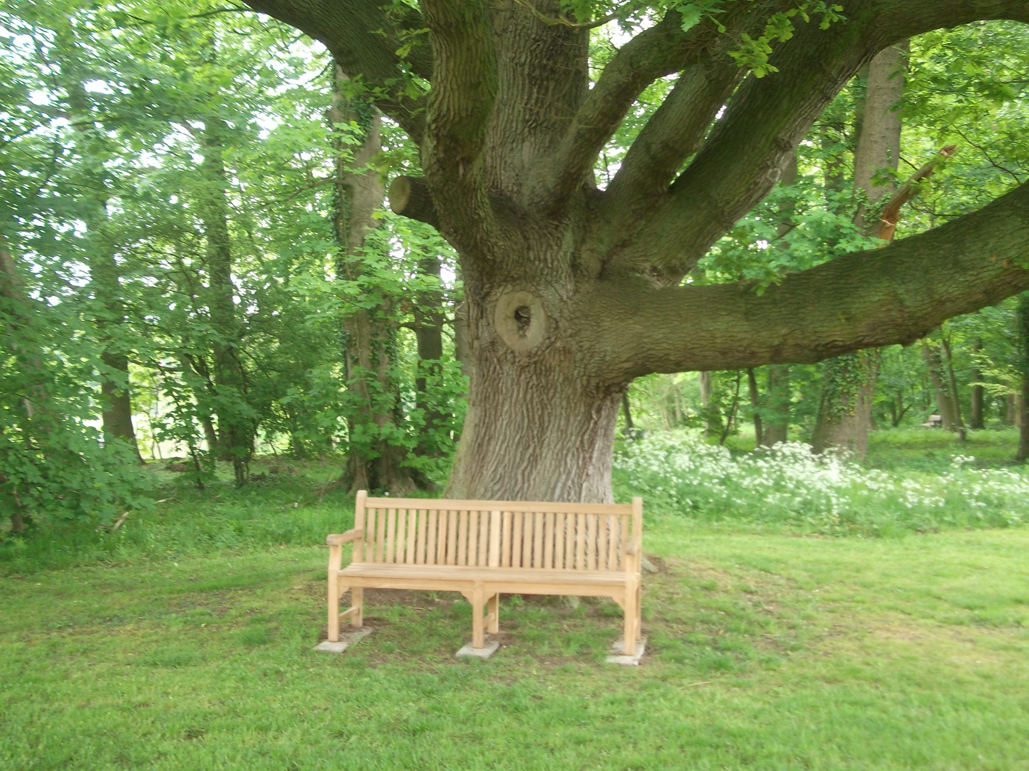 alter knorriger Baum mit einer angeketteten Bank unten drunter