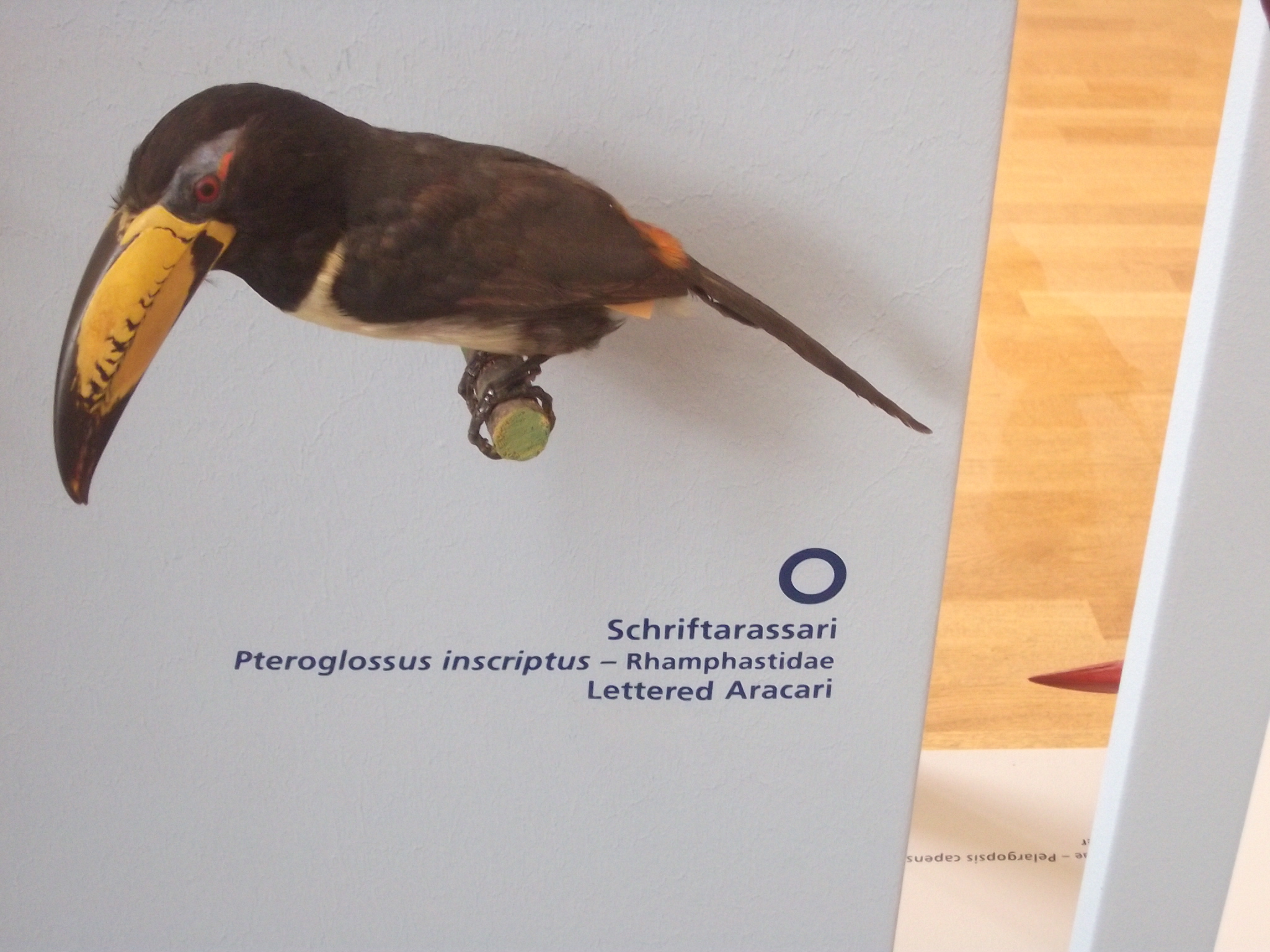 Bild 37 Stiftung Zoologisches Forschungsmuseum A. Koenig Leibniz-Institut in Bonn
