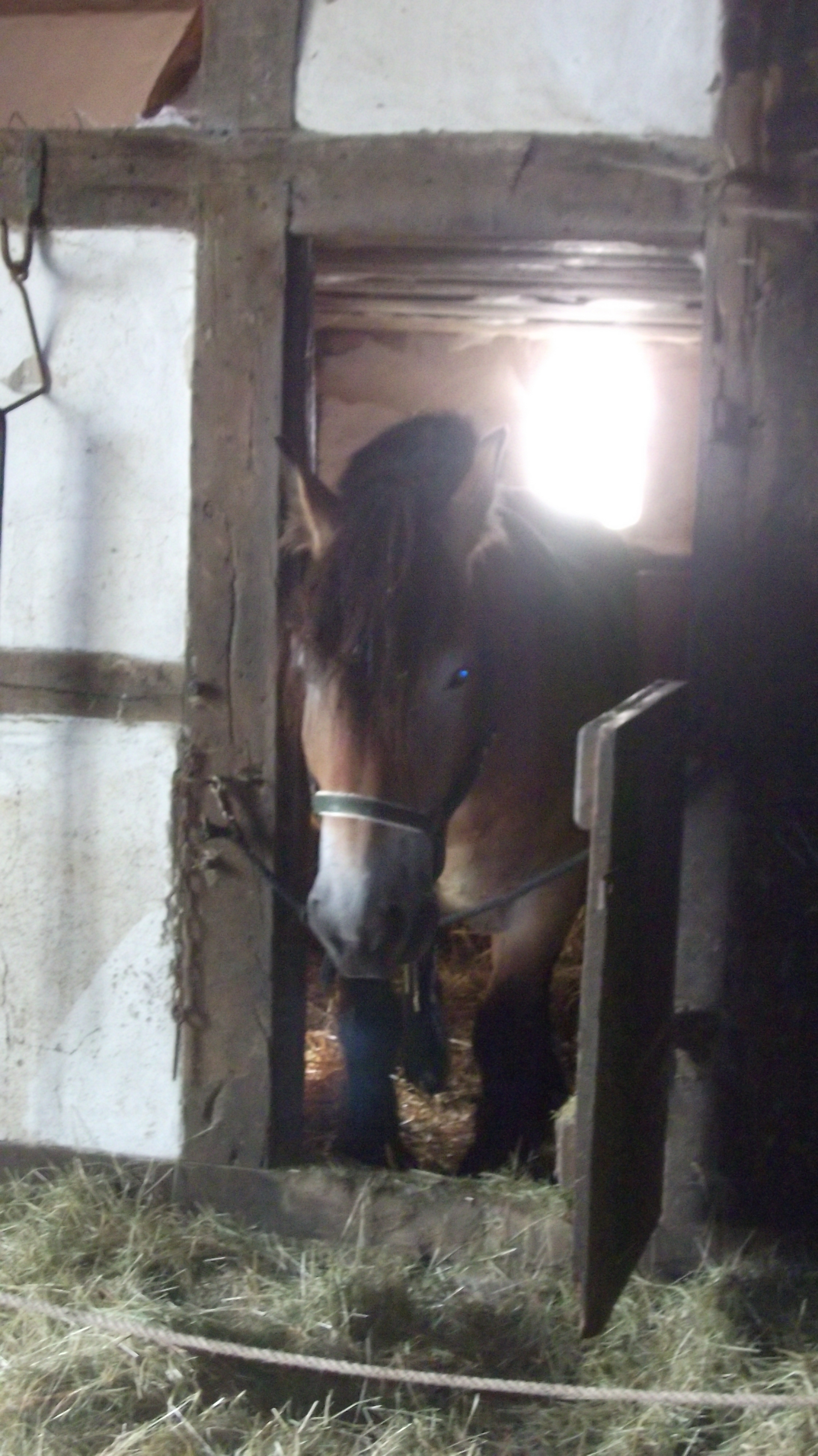 wie in alten Zeiten - alte Haustierrassen Pferd in einem Haus aus dem Sauerland