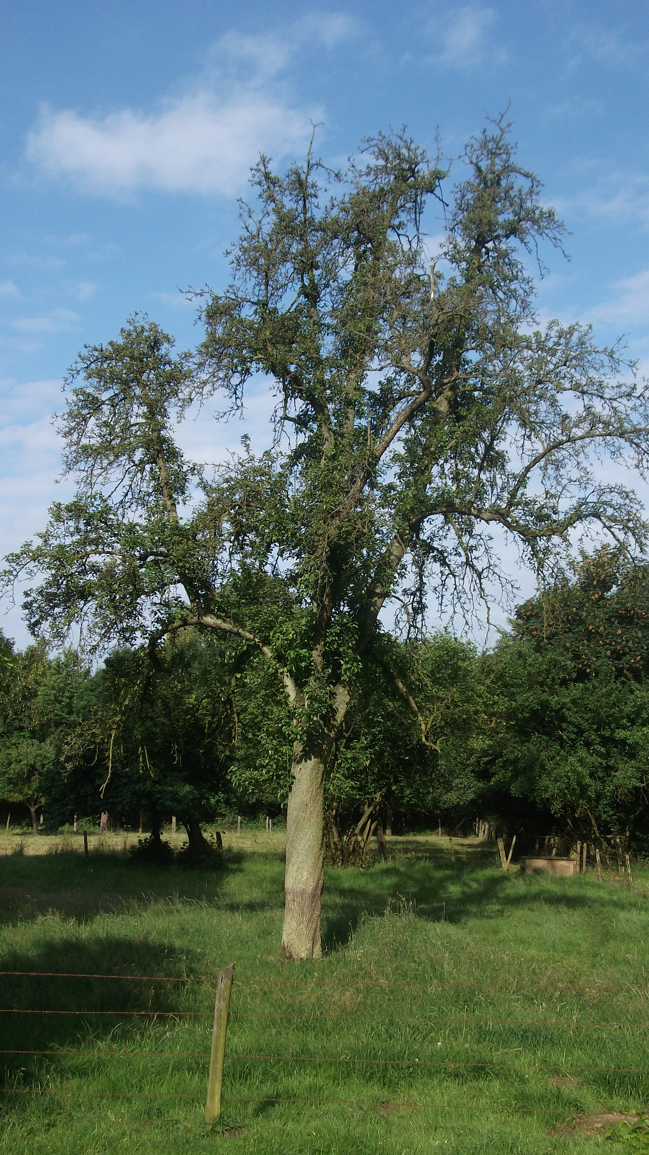 alter Baumbestand neben der Allee