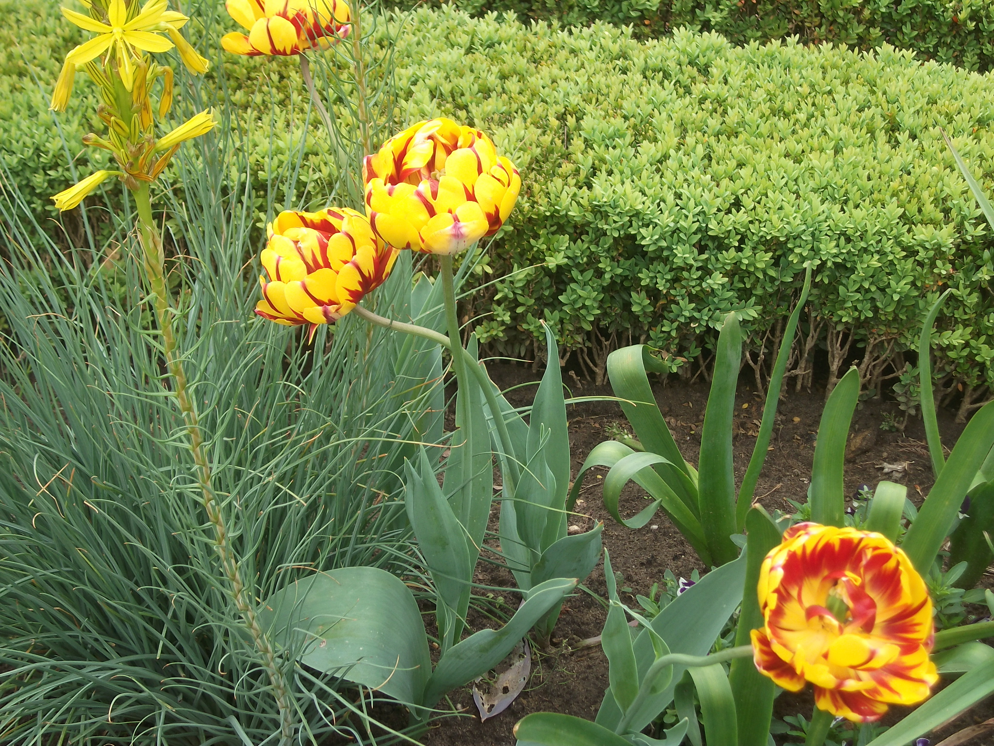 mehrfarbige Tulpen