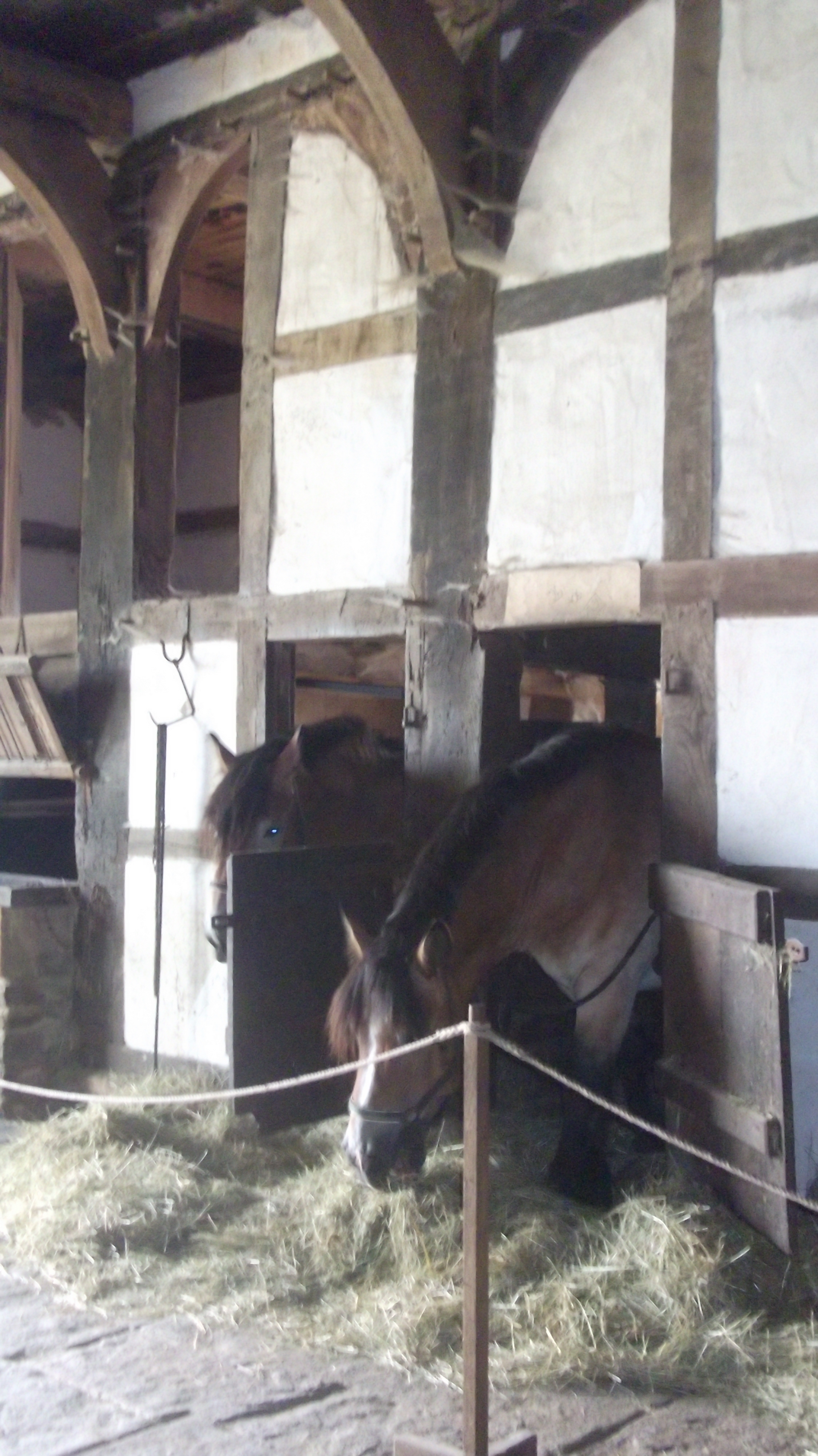 wie in alten Zeiten - alte Haustierrassen Pferde in einem Haus aus dem Sauerland
