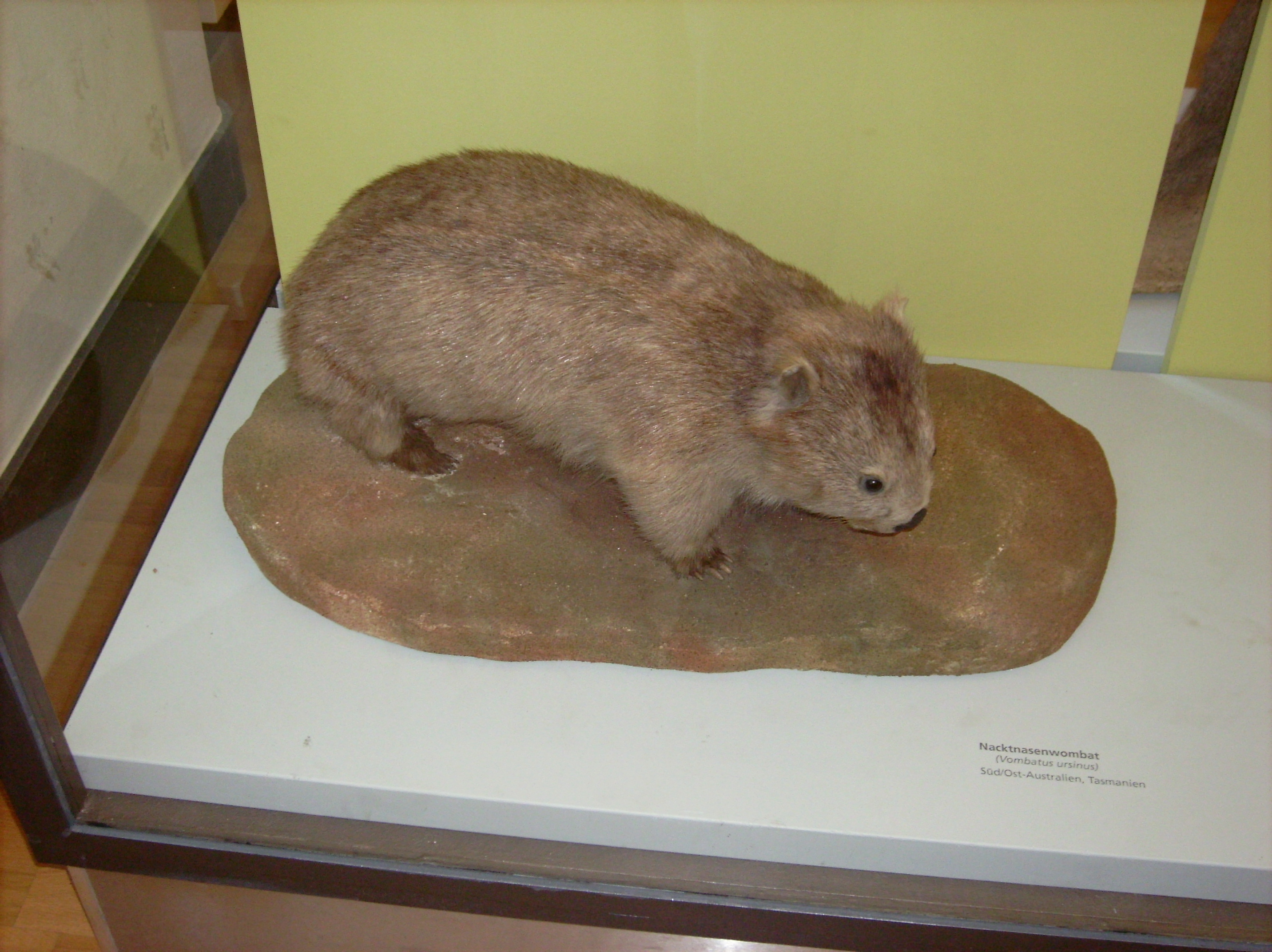 ein kleiner Australier: Nacktnasenwombat
