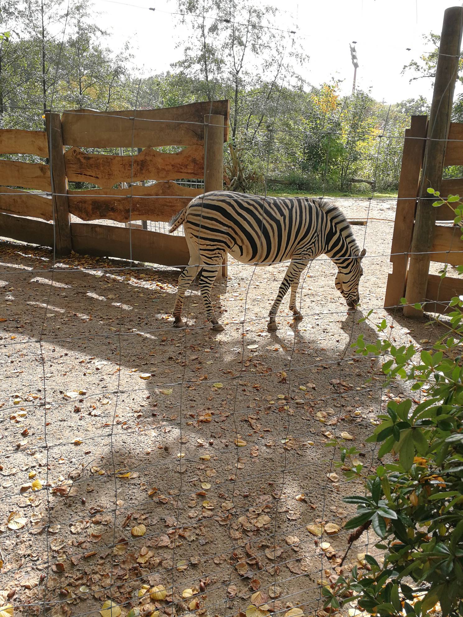 Bild 13 Zoo in Krefeld