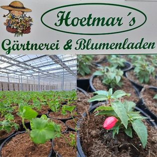 Sommerblumen der Firma "Hoetmar's Gärtnerei &amp; Blumenladen"