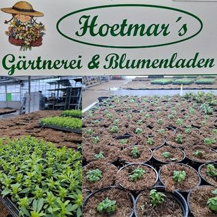 Sommerblumen der Firma "Hoetmar's Gärtnerei &amp; Blumenladen"