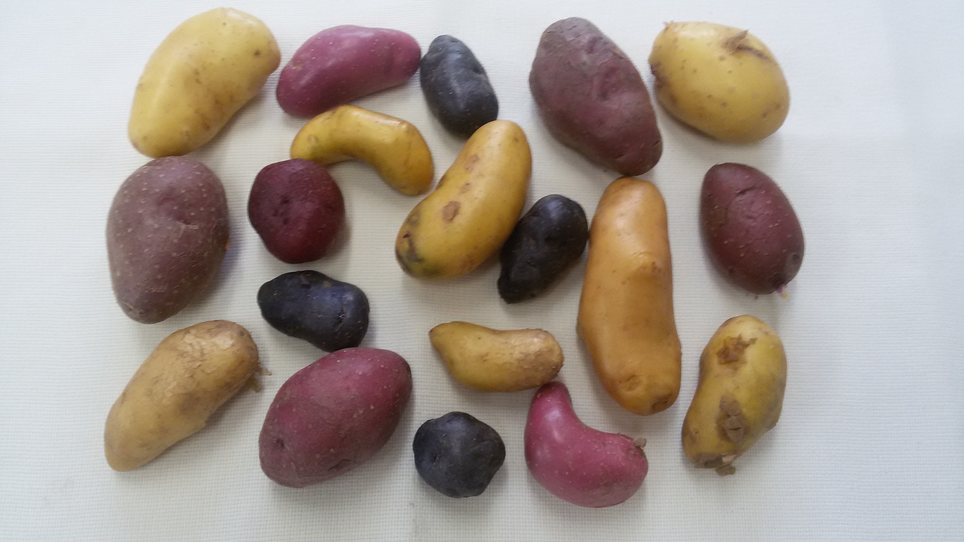 Kartoffelvielfalt aus eigenem Anbau