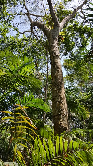 Der regenwald Panamas