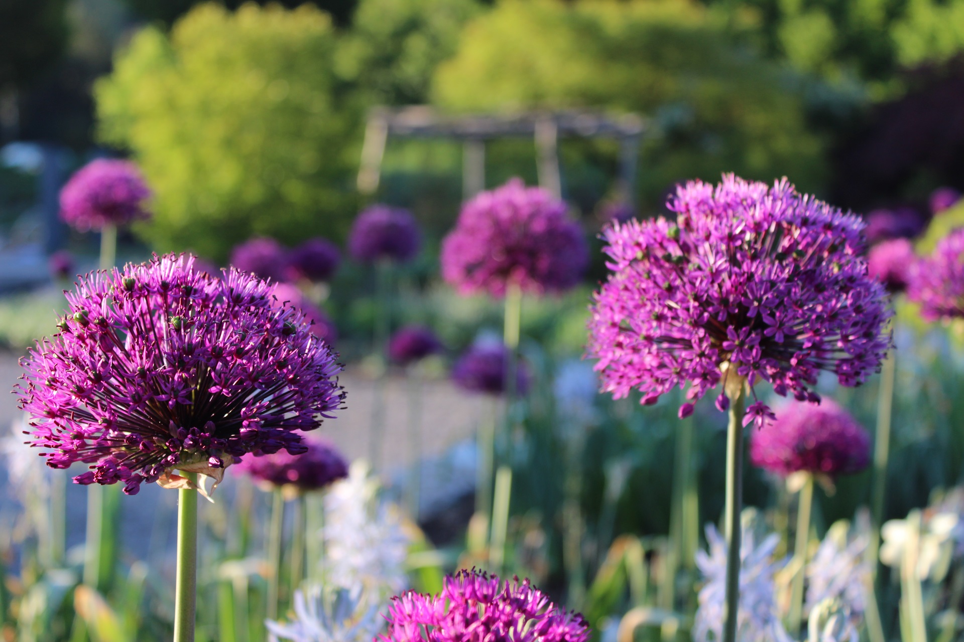 Zierlauch(Allium)