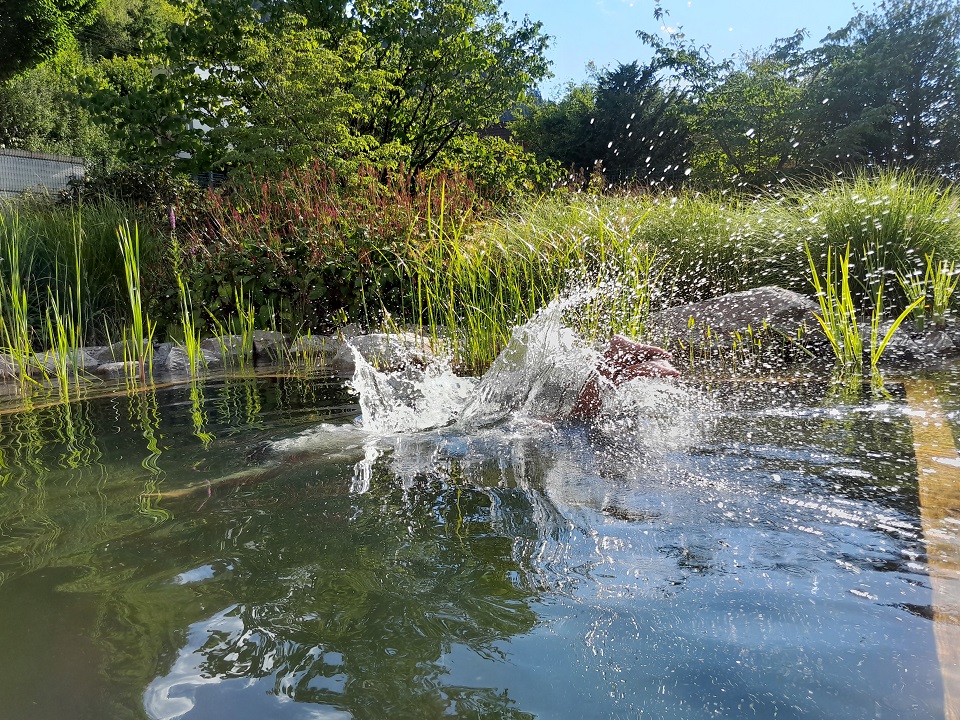 Badespaß im Schwimmteich