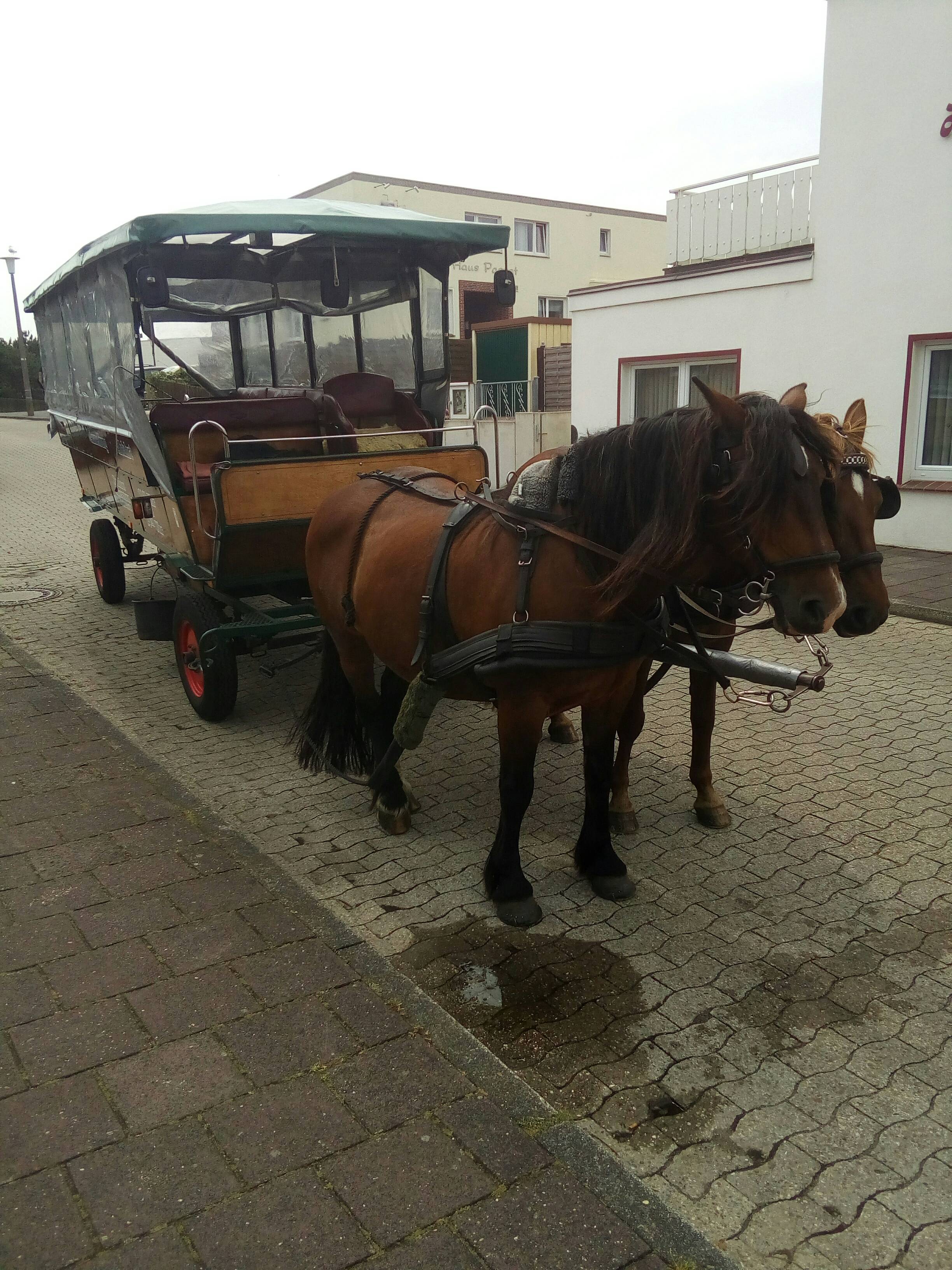 Bild 7 Kutschfahrten Ommo Akkermann in Borkum