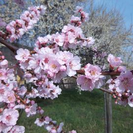 Gimmeldingen Mandelblüte in Neustadt an der Weinstraße