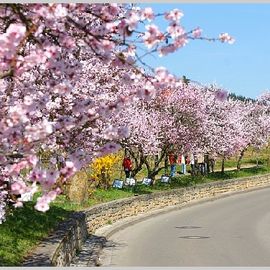 Gimmeldingen Mandelblüte in Neustadt an der Weinstraße