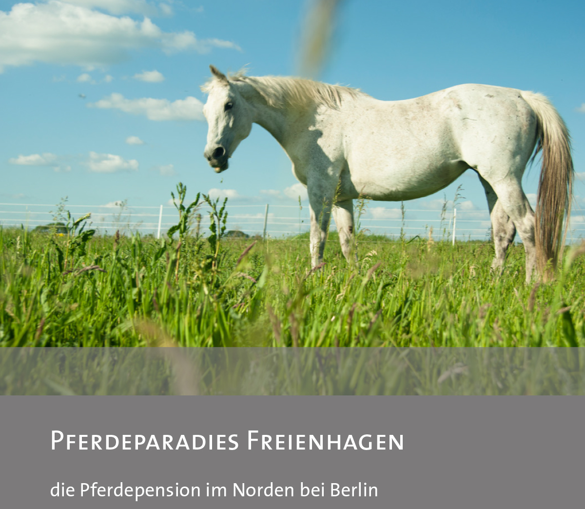 Titel Pferdeparadies Freienhagen - die Pferdepension