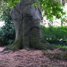 Schlossgarten in Karlsruhe