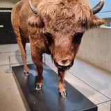 Stiftung Neanderthal Museum in Mettmann
