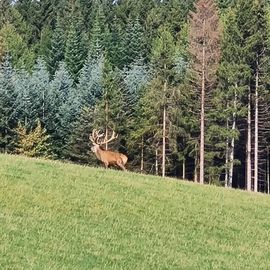 Panorama Park Sauerland Wildpark in Kirchhundem