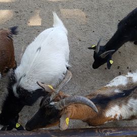 Tierpark Tannenbusch in Dormagen