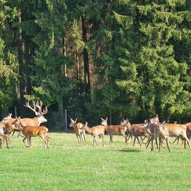 Panorama Park Sauerland Wildpark in Kirchhundem