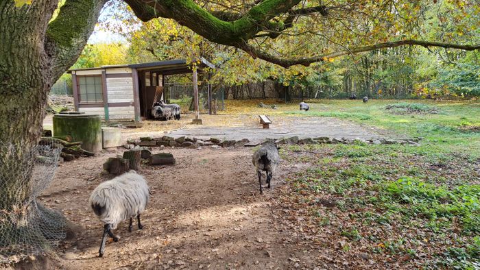 Wildpark Reuschenberg