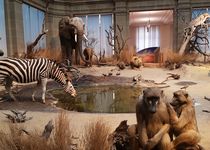 Bild zu Zoologisches Forschungsmuseum Alexander Koenig