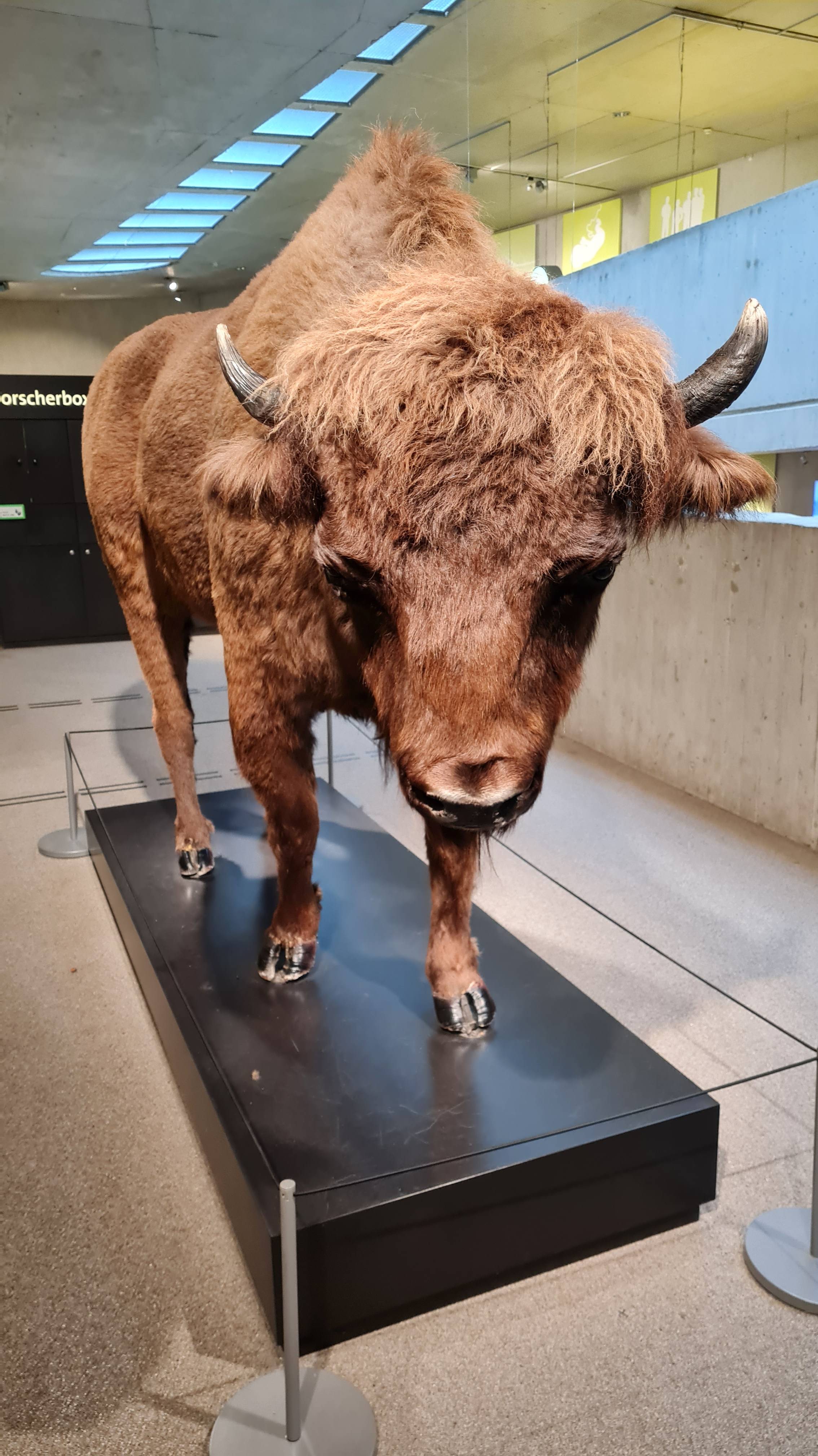 Bild 3 Stiftung Neanderthal Museum in Mettmann