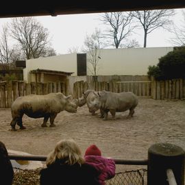 Machtkampf im Zoo Muenster