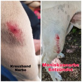 Grassmann M. Dr.med.vet. Kleintierpraxis in Höfingen Gemeinde Leonberg in Württemberg