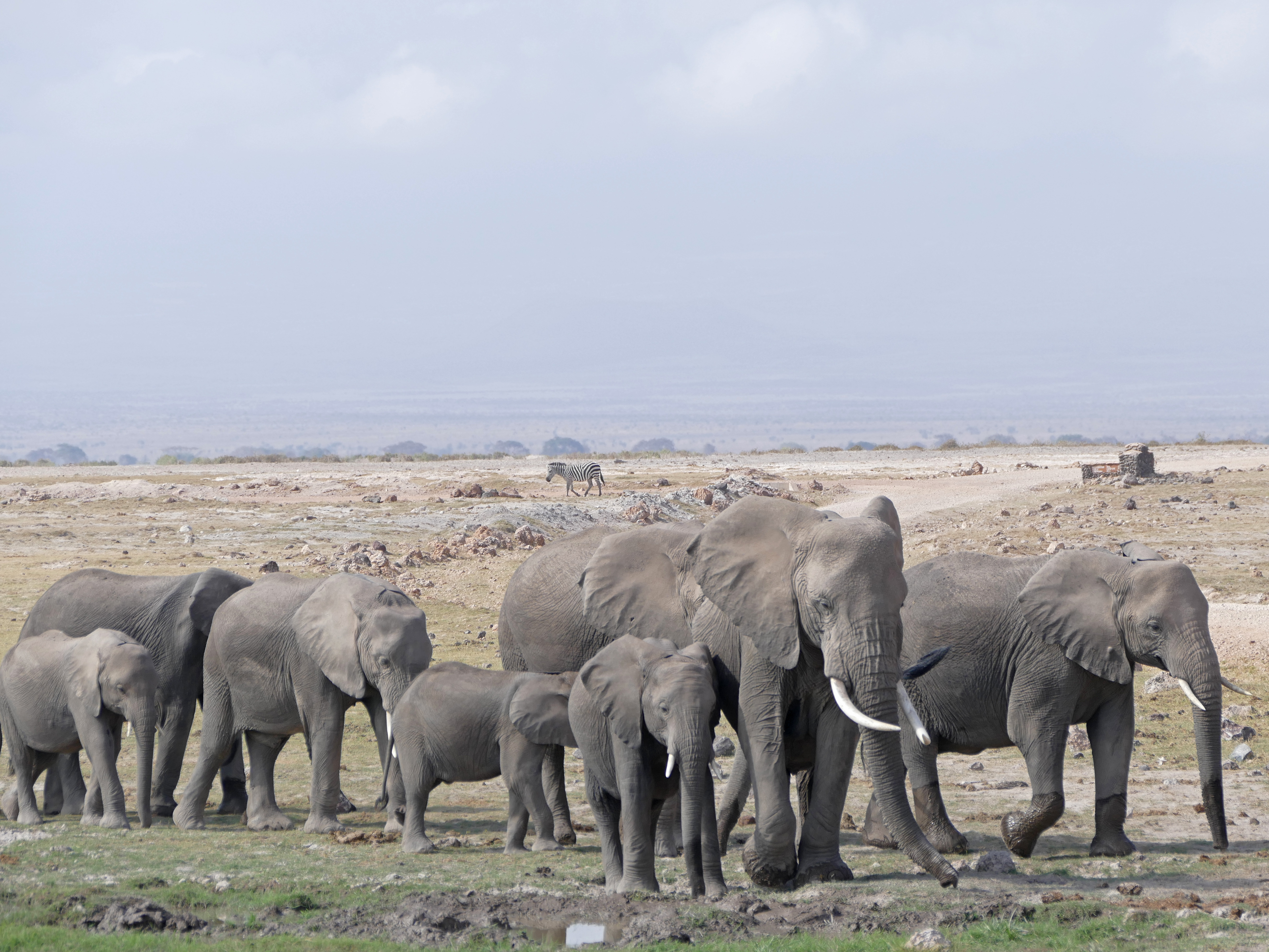 Safari in Kenia - im Amboseli Nationalpark