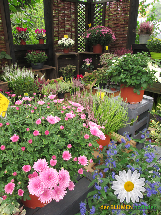 der Blumenhofladen Wolfenbüttel