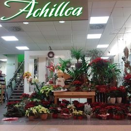 Achillea Dein Blumenladen HEP in Halle an der Saale