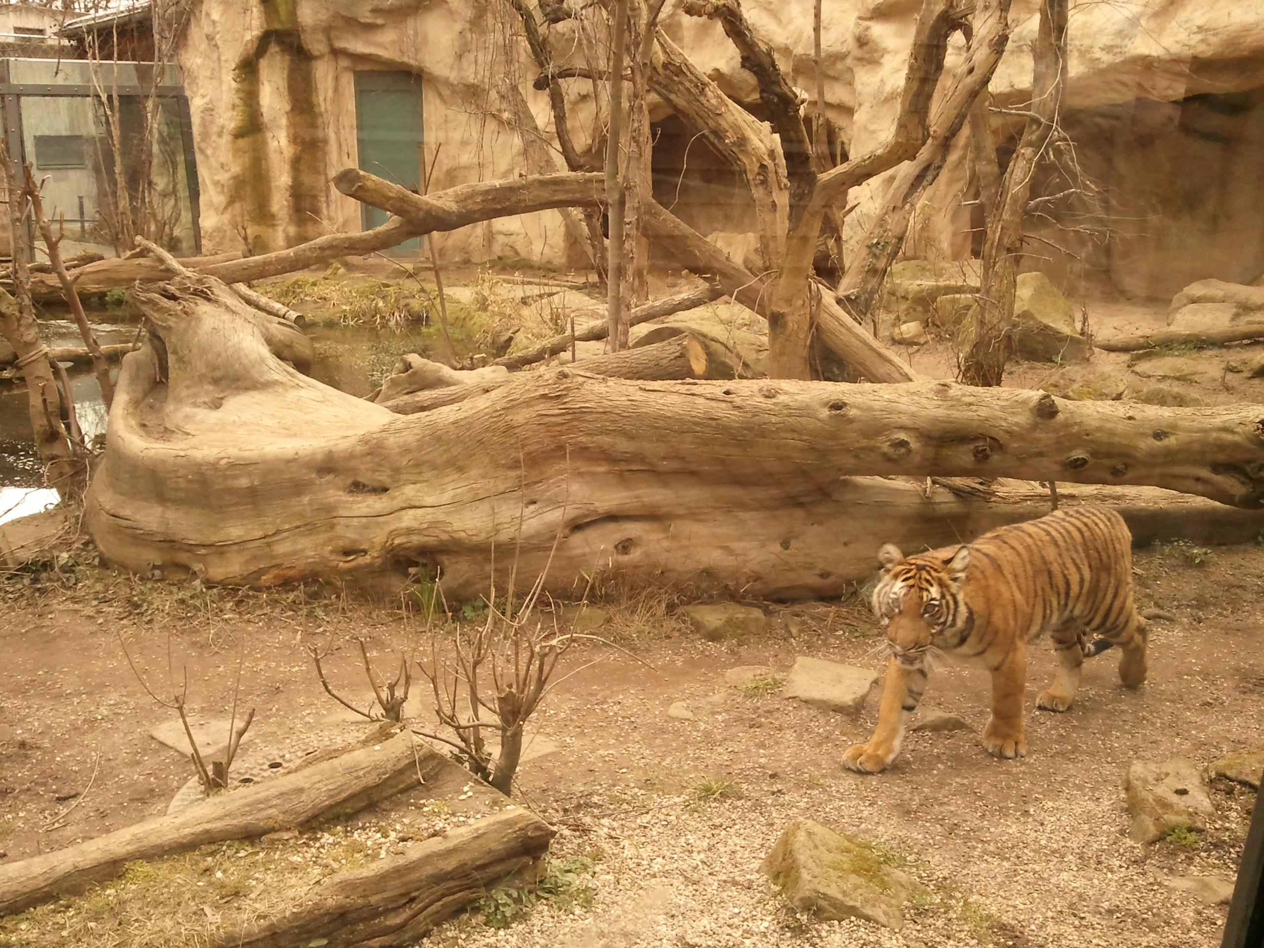 Tier im Zoo