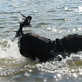 Hundebadestrand in Oranienburg