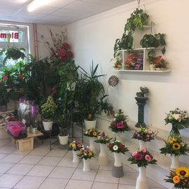 Blumen und Pflanzen in Hohen Neuendorf