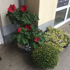 Blumen und Pflanzen in Hohen Neuendorf