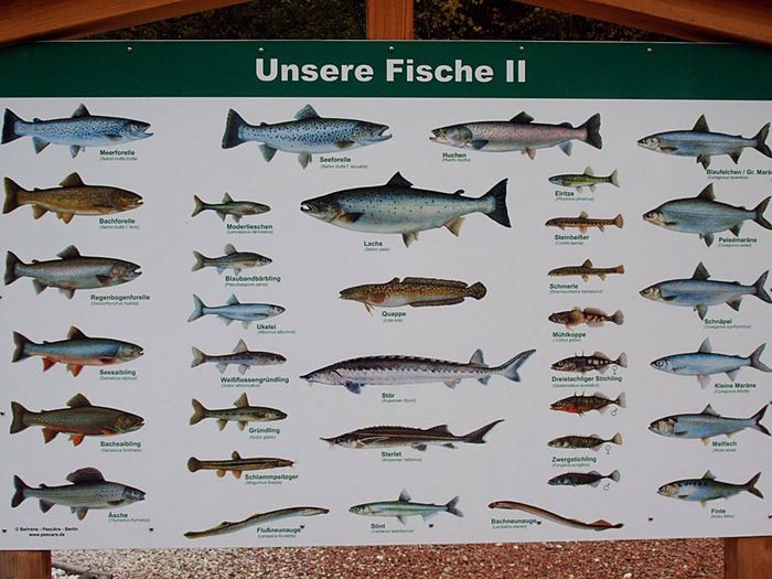 Fischzucht Königssee GmbH & Co. KG