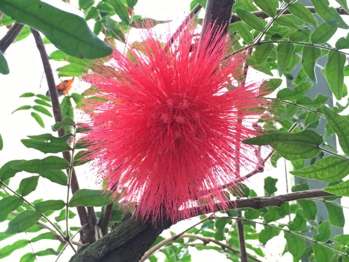 Nutzerbilder Botanisches Museum Berlin-Dahlem