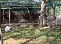 Bild zu Eichholz Tier-, Freitzeit- und Saurierpark Germendorf