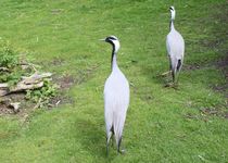 Bild zu Weltvogelpark Vogelpark Walsrode GmbH