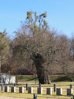 Bild zu Sowjetischer Ehrenfriedhof