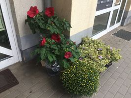 Bild zu Blumen und Pflanzen