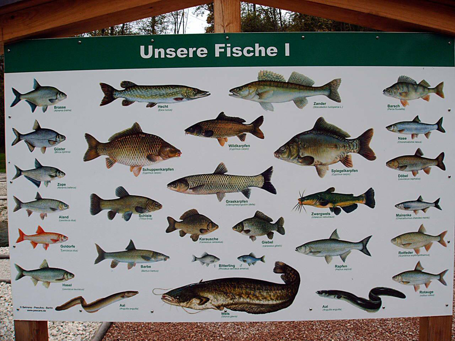 Bild 2 Fischzucht Königssee GmbH & Co. KG in Schönau a. Königssee