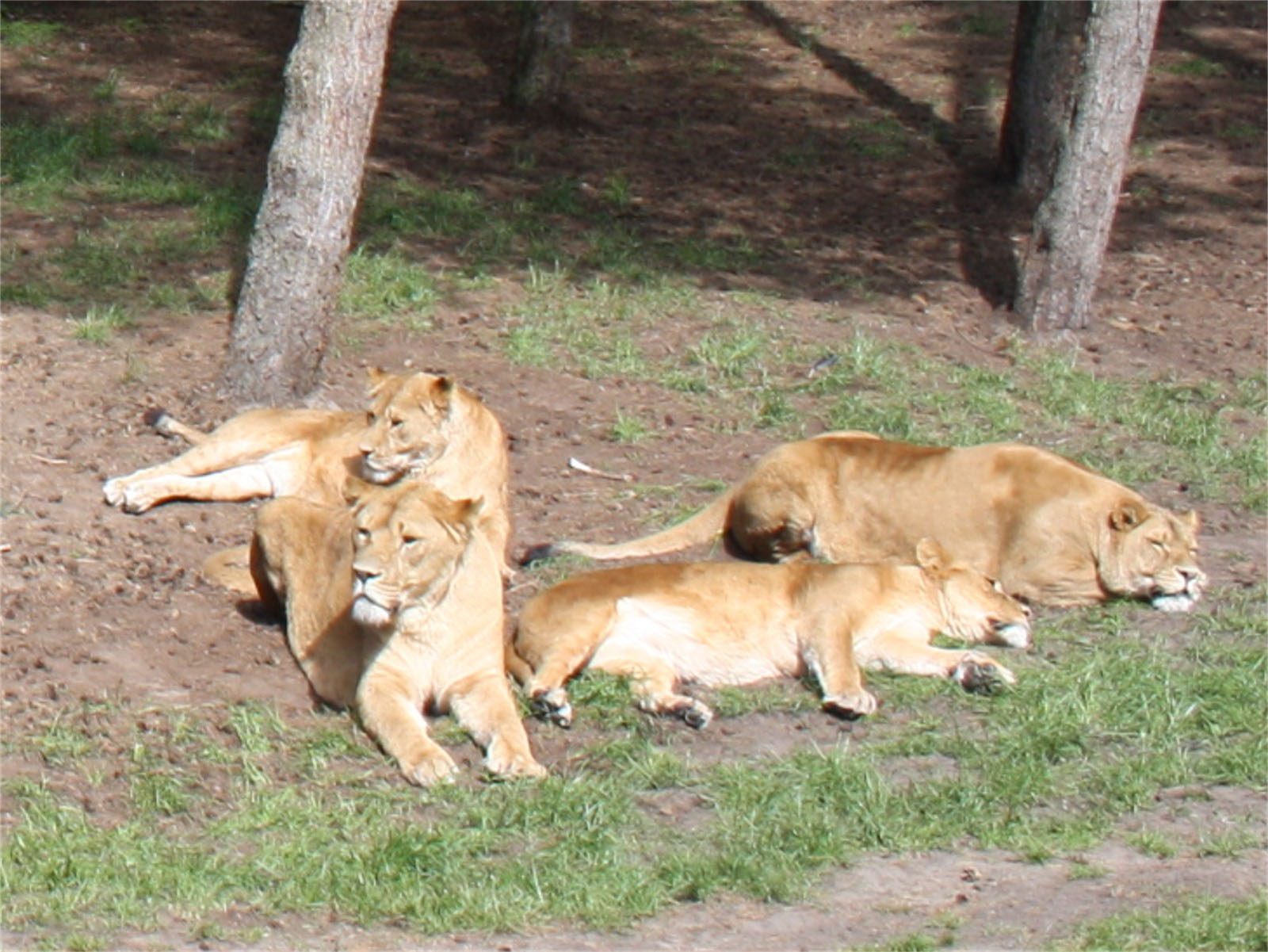 Bild 17 Serengeti-Park Hodenhagen GmbH in Hodenhagen