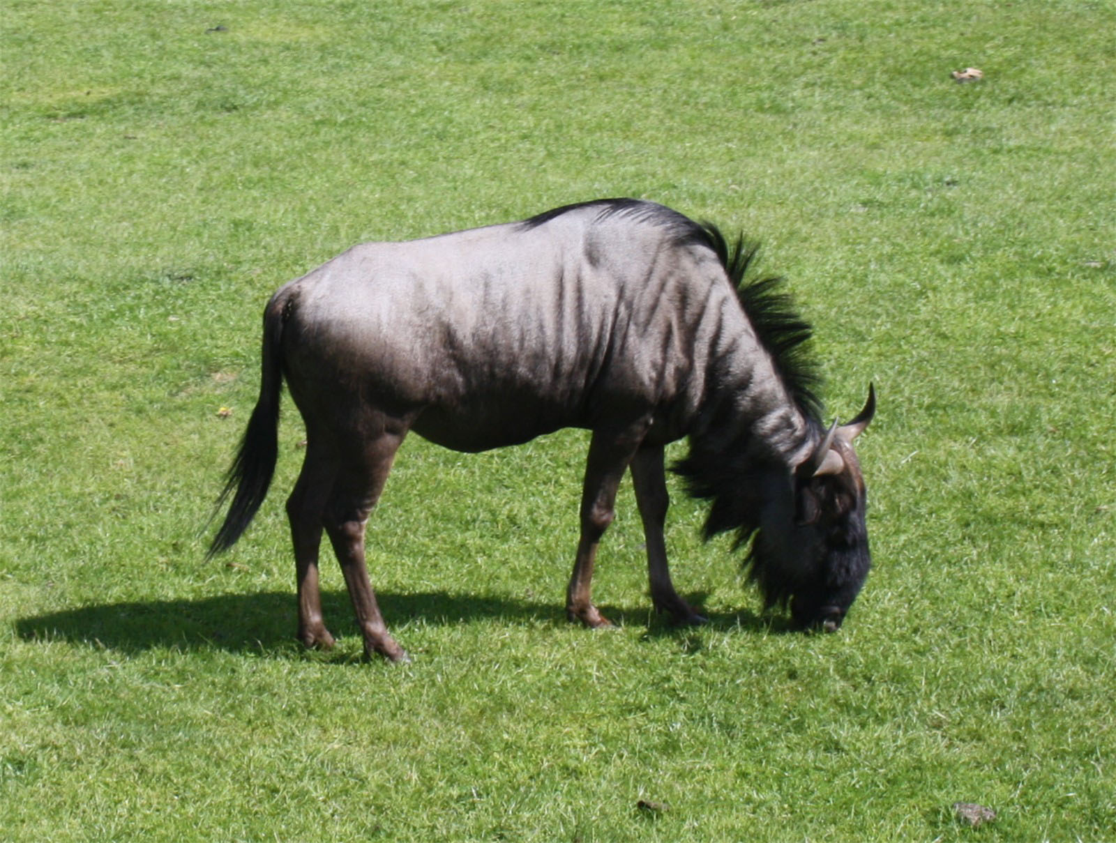 Bild 21 Serengeti-Park Hodenhagen GmbH in Hodenhagen