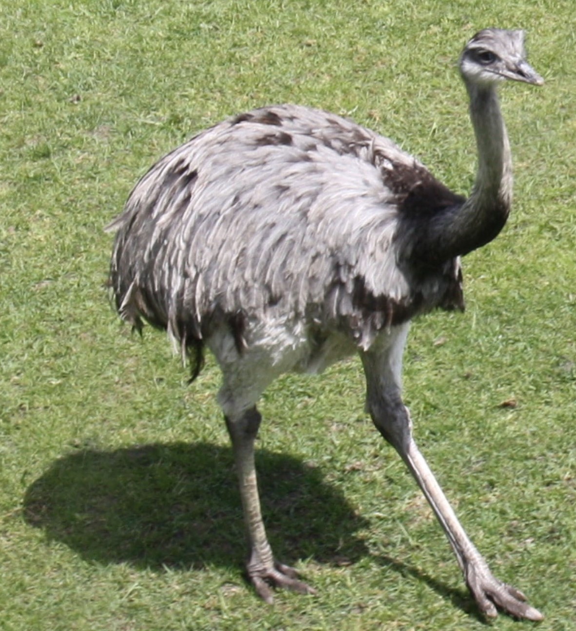 Bild 14 Serengeti-Park Hodenhagen GmbH in Hodenhagen