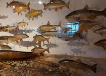 Bild zu Deutsches Jagd- und Fischereimuseum